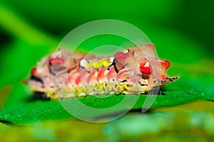 Bright caterpillar