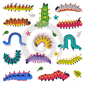 Bright Caterpillars as Larval Stage of Insect Crawling and Creeping Vector Set