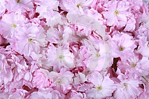 Bright cerise pink flowers photo