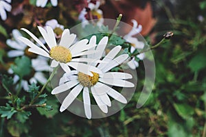 Bright chamomile against the green grass