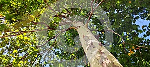 Bright charming sycamore with first yellow leafs in the shade and sunlight