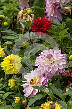 Bright and cheerful dahlia flowers in garden, with a honey bee (apis)