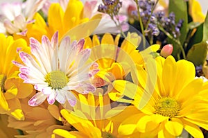Bright cheerful spring flowers