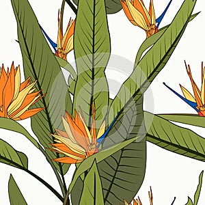 Bright cheerful tropical seamless pattern. Exotic orange strelitzia bird of paradise flowers long tall green leaves.