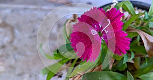 Bright China pink flower in a sunny afternoon in Bengaluru