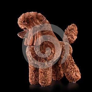 Bright chocolate toy poodle
