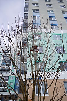 A bright city building stands behind a bare tree in early spring.