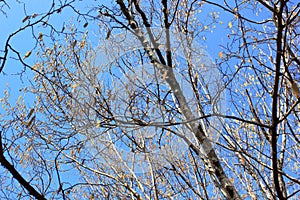 Bright clear blue sky, tree branches in spring