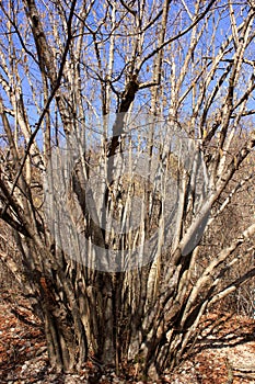 Bright clear blue sky, tree branches in spring