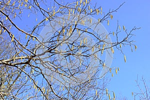 Bright clear blue sky, tree branches in spring