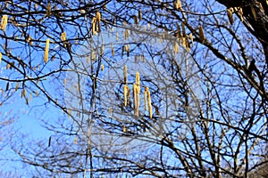 Bright clear blue sky, tree branches in spring