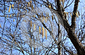 Bright clear blue sky, tree branches in spring