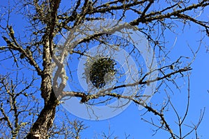 Bright clear blue sky, tree branches in spring