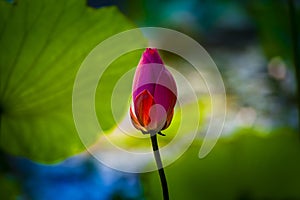 A bright closeup red lotus flower bud in blossom