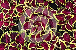 Bright Coleus