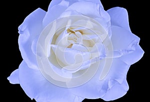 Fine art still life macro of a single isolated bright blue white yellow rose background,