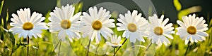 Summer field spring daisy green beauty nature plant meadow flowers