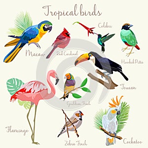Bright color Exotic tropical birds set photo