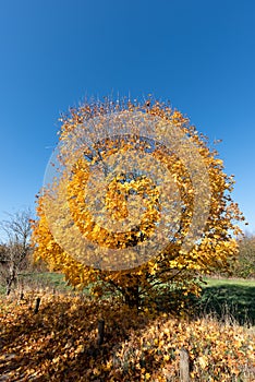 Bright color fall photo on a bright sunny golden autumn day of a yellow tree, foliage at the side of a walking path