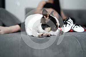 Bright color hair chihuahua dog.Pet.dog poses, a series of photos with a chihuahua. A pet is sitting at home infront