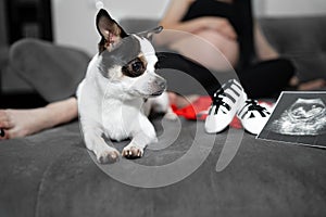 bright color hair chihuahua dog.Pet.dog poses, a series of photos with a chihuahua. A pet is sitting at home infront pregnant