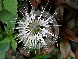 Bright color of kumis kucing (Orthosiphon aristatus) flower