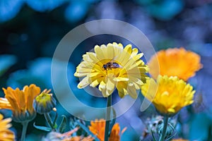 Yellow orange common marigold blossoms and a bee on blurred blue background