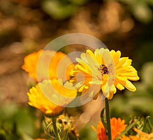 Yellow orange Scotch marigold blossoms and a bee, blurred natural brown background