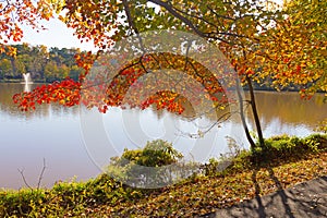 Bright color of trees and leaves in fall in suburban Falls Church, Virginia.