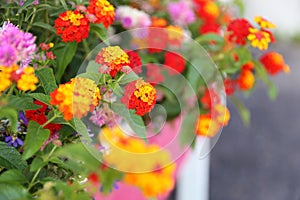 Bright Colored Annual Flowers in a Pretty Pink Garden PLanter