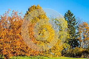 Bright colored autumn forest