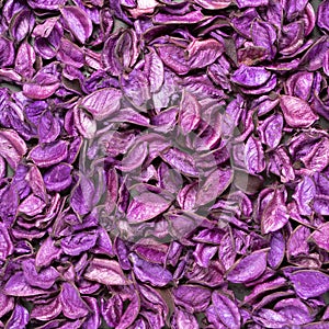 bright colored background of large dried lavender flowers