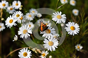 Butterfly sits on medicinal chamomile flower