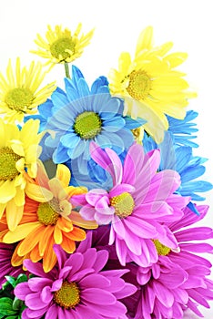 Bright Colored Daisies