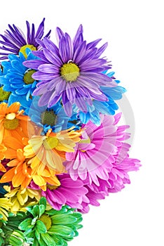 Bright Colored Daisies White Background