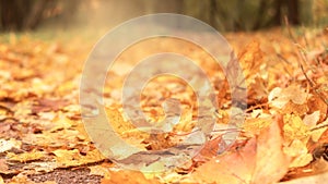 Bright colored fallen maple leaves on the ground. Autumn foliage background