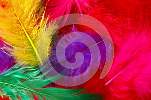 Bright colored feathers background