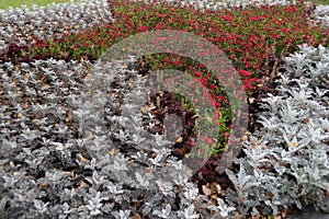 Bright colored flower bed in autumn park. Mix of plants for landscaping city