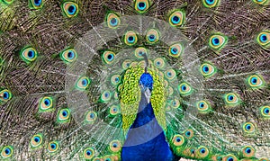 Bright Colored Peacock