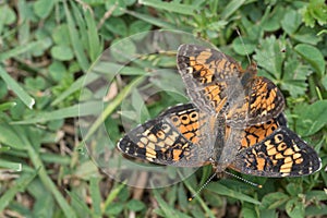 Bright colored pearl crescent butterflies in clover and grass. Brush-footed butterfly.