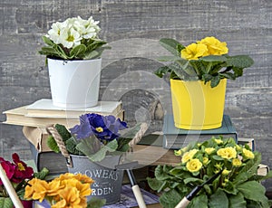 Bright colored pots with primroses and books