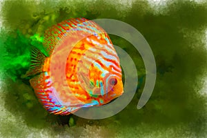 Bright colored tropical fish on algae background