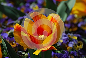 Bright Colored Yellow and Red Striped Tulip Blossom