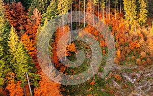 Bright colorful autumn forest and meadow at dawn. Drone view