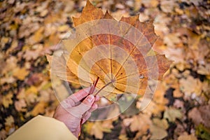 Bright and colorful autumn leaves