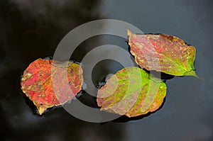 Bright Colorful Autumn Leaves Float on Dark Water