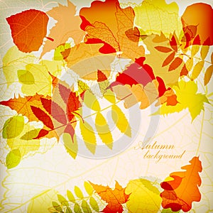 Bright colorful autumn leaves vector