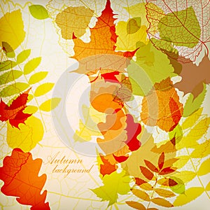 Bright colorful autumn leaves vector