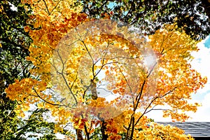 Bright colorful autumn trees in red maple tree and orange maple tree against clear cloud blue sky background in autumn season ,Jap