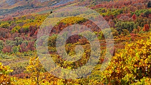 Bright colorful autumn trees on the slopes of Mt Ogden at Snow Basin in Utah